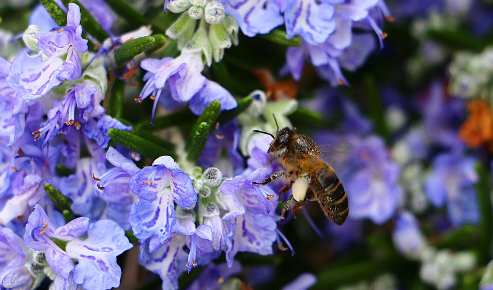 Flor azul de Rosmarinus officinalis