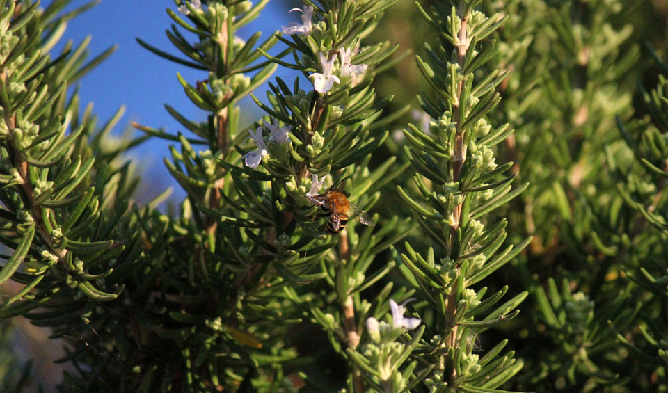 Rosmarinus officinalis con floración blanca