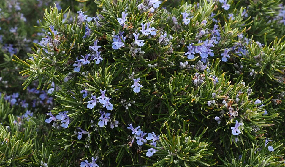 Rosmarinus officinalis en floración azul