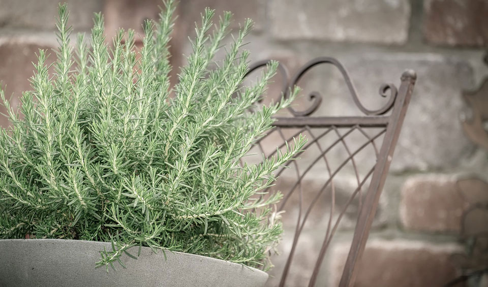 Rosmarinus officinalis en maceta
