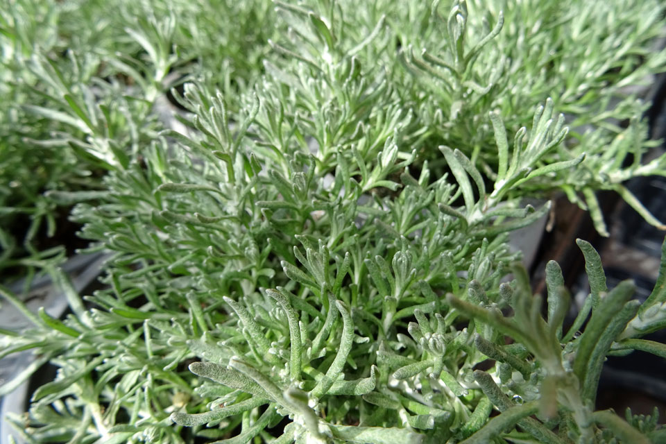 Follaje de Helichrysum thianschanicum
