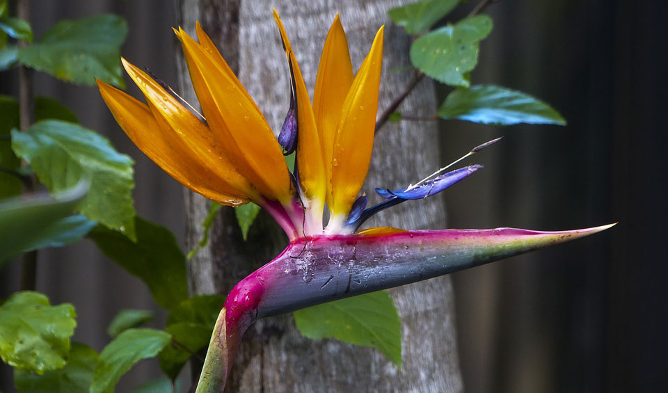 Strelitzia reginae de flor naranja