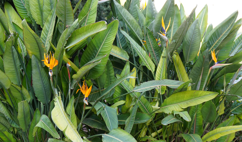 Strelitzia reginae, grupo