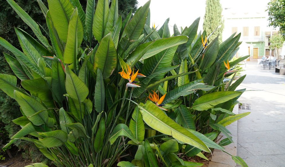 Strelitzia reginae en jardín de plaza