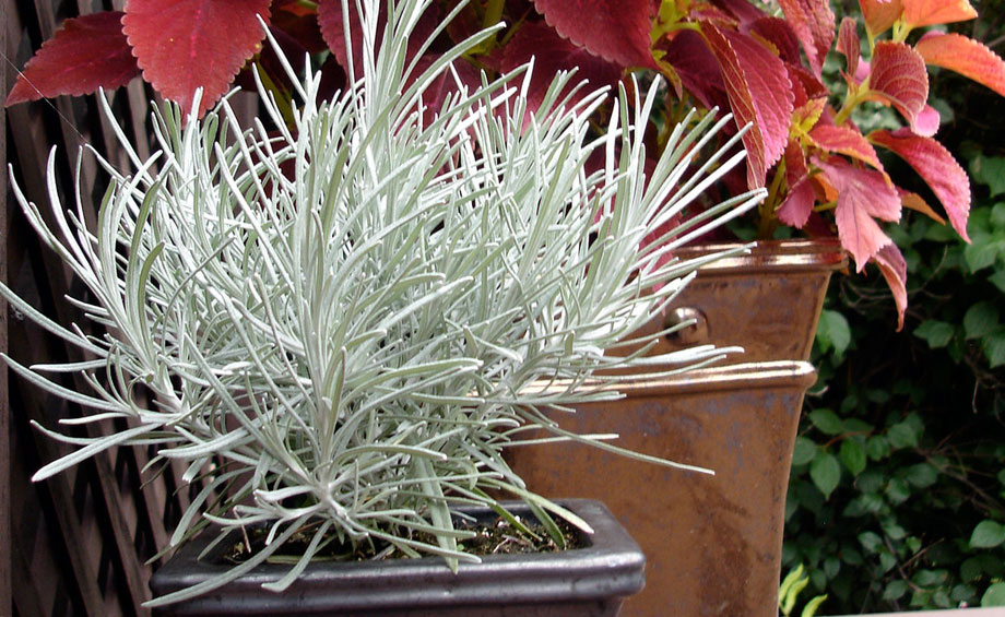 Contrastes con Helichrysum thianschanicum