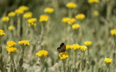 Helichrysum thianschanicum