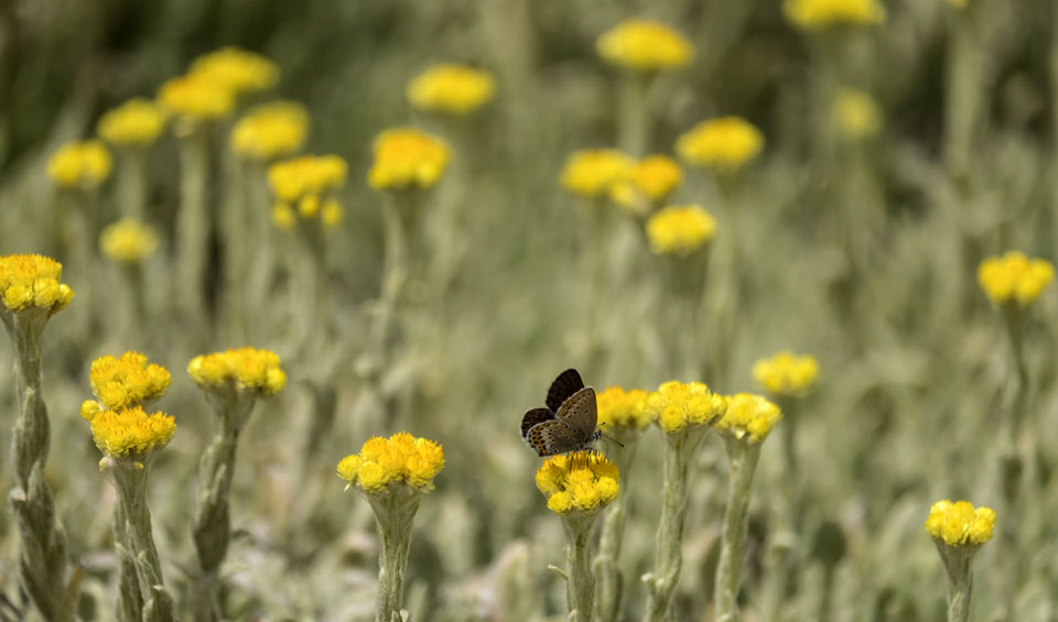 Flores de Helichrysum thianschanicum