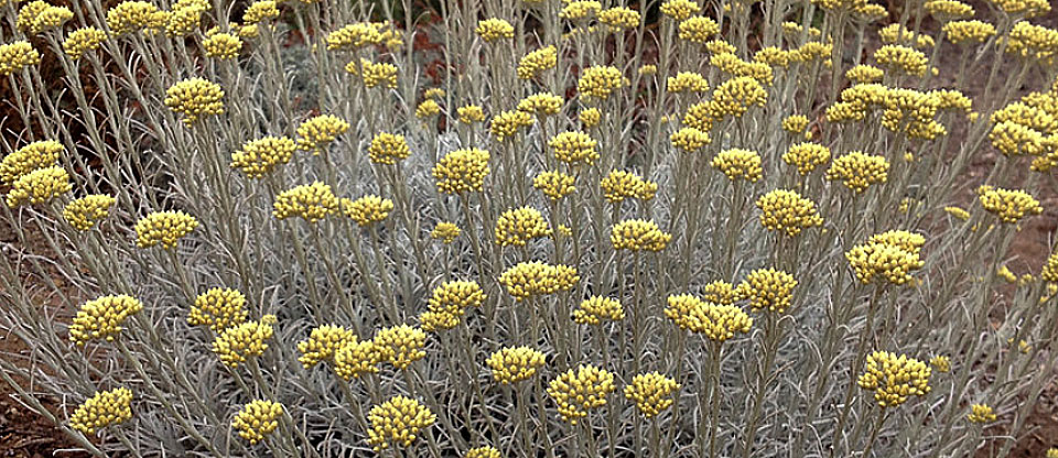 Flores de Helichrysum thianschanicum en jardín