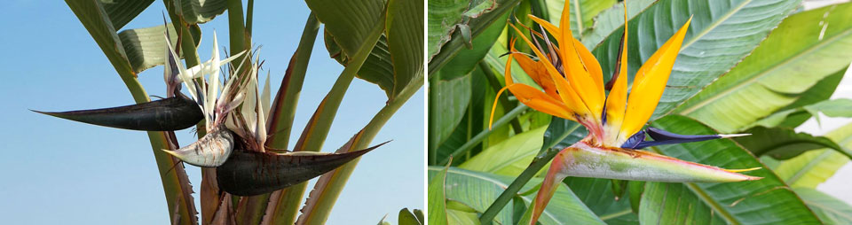 Strelitzia augusta y Strelitzia reginae