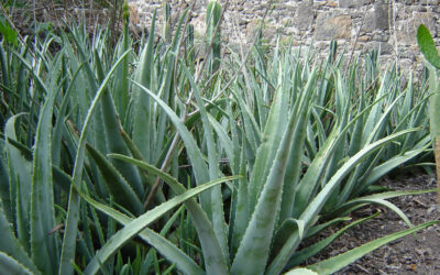 Aloe vera