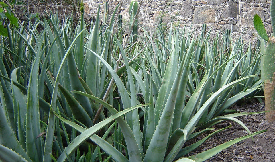 Aloe vera en jardín