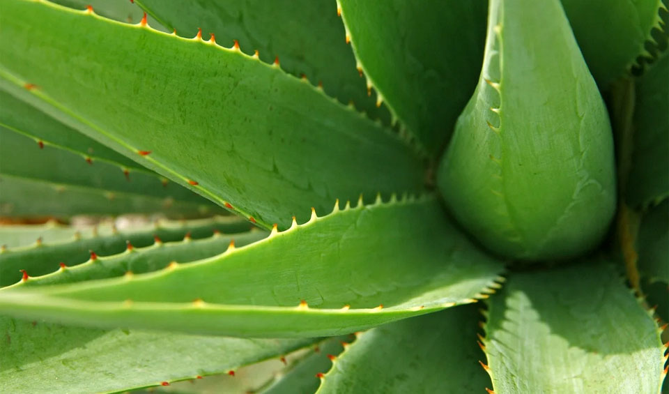 Planta de Aloe vera