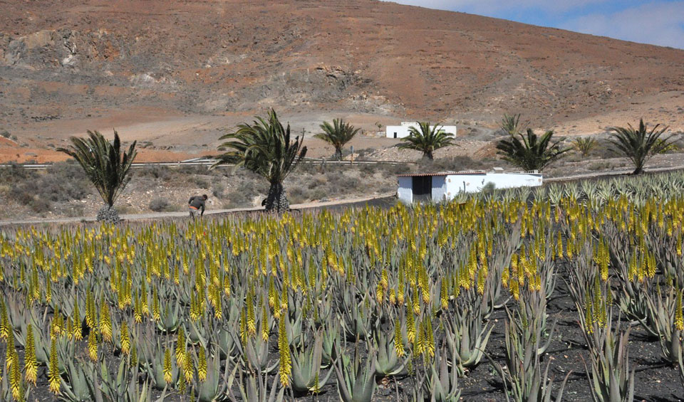 Cultivo de Aloe vera en Canarias