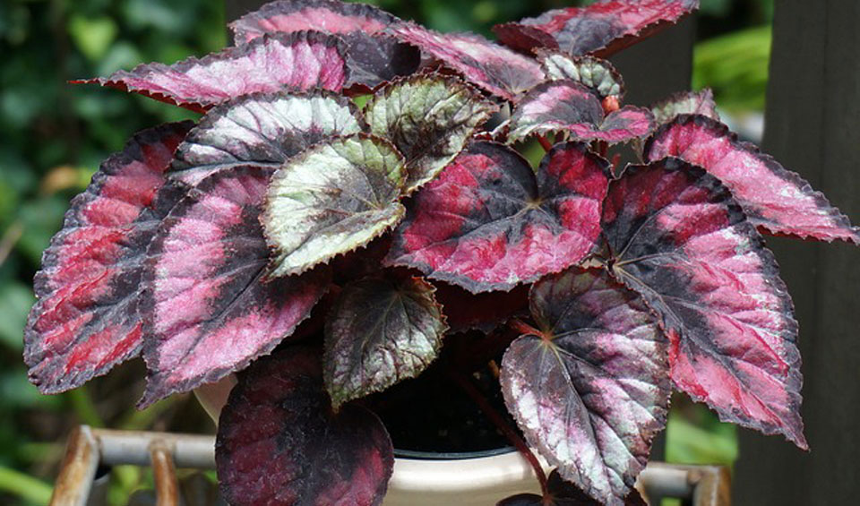 Begonia rex