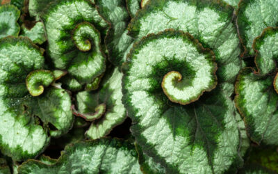 Begonia rex