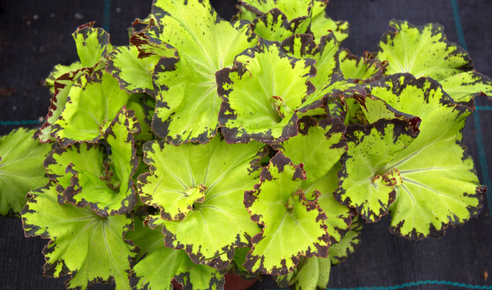 Begonia rex