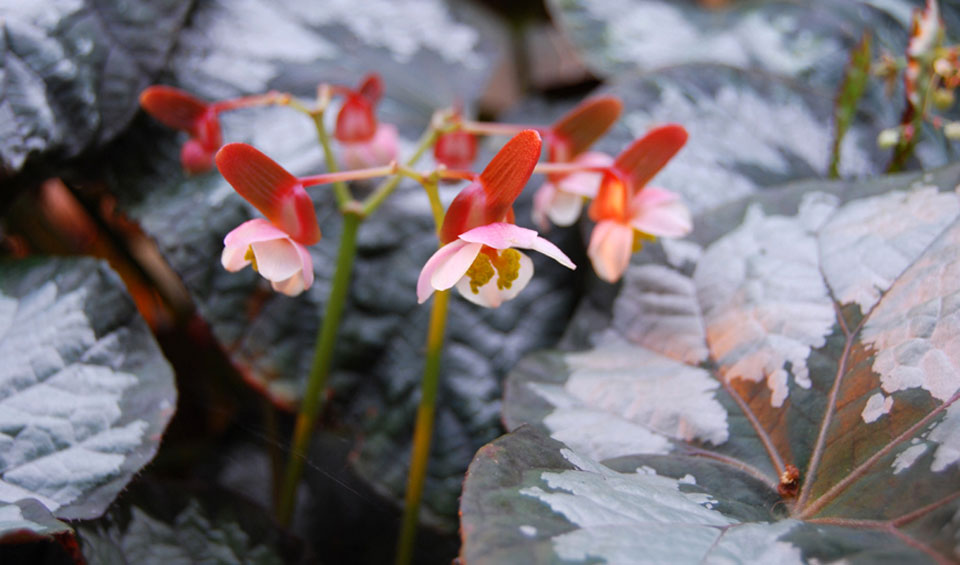 Begonia rex, flores