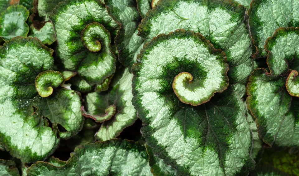 Begonia rex