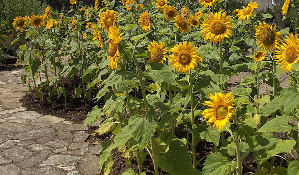 Girasoles en jardín