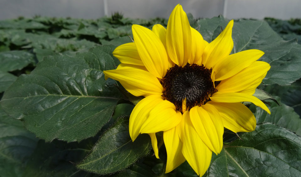 Helianthus annuuss o girasol en maceta