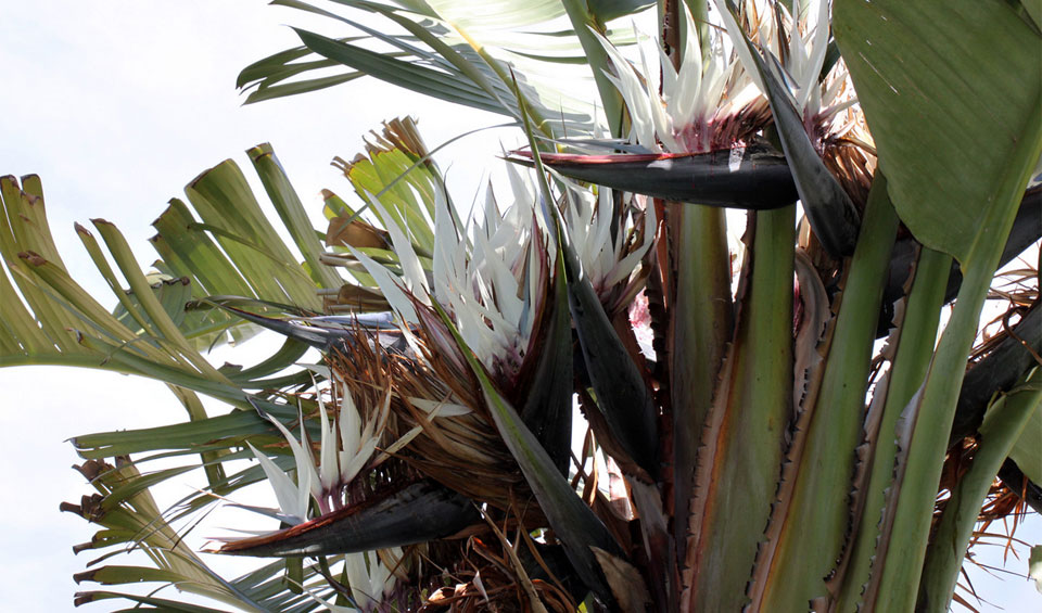 Strelitzia nicolai en floración