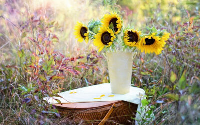 Helianthus annuus o Girasol