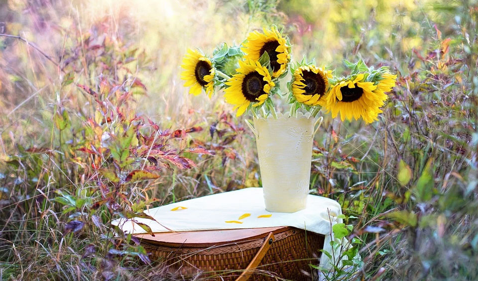 Girasoles, flor cortada