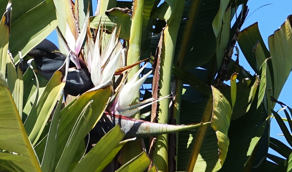 Strelitzia nicolai | Maqu® / Plantas del Maresme de calidad