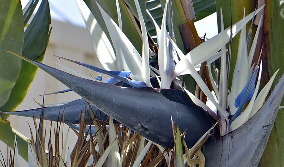 Strelitzia nicolai | Maqu® / Plantas del Maresme de calidad