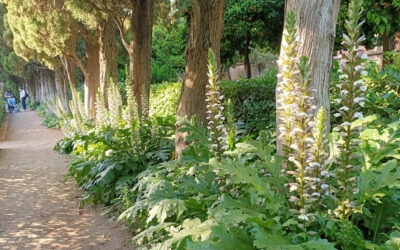 Acanthus mollis