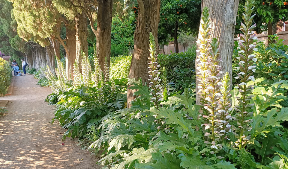 Acanthus mollis en bordura
