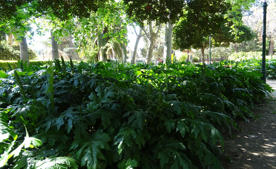 Acanthus mollis en jardin