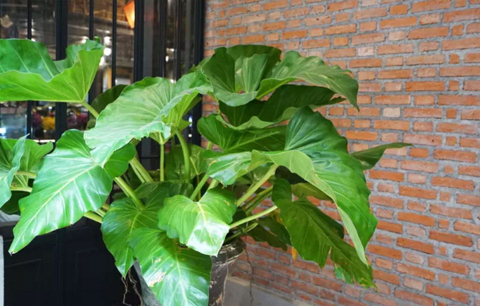 Alocasia cucullata