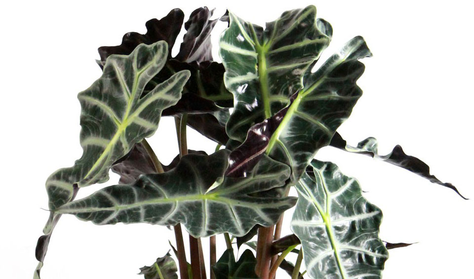 Alocasia sanderiana