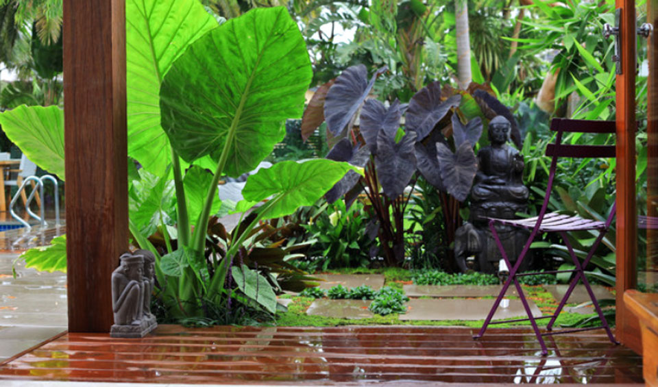 Alocasias en el jardín