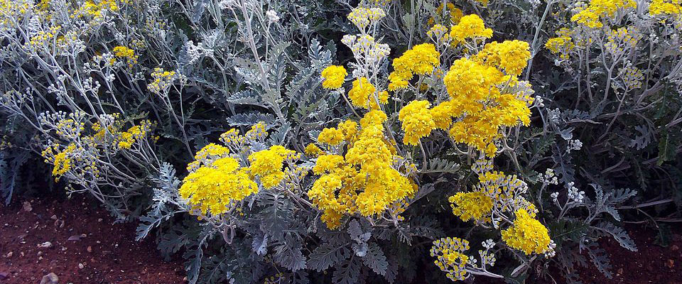 Cineraria maritima, floración