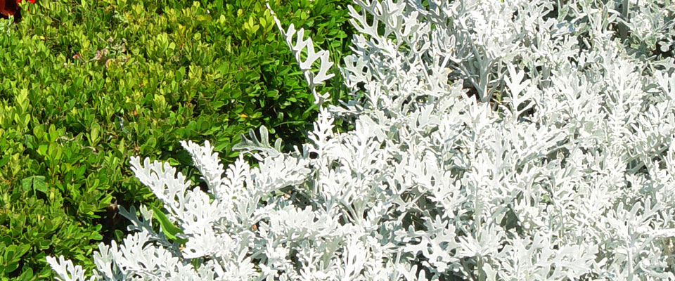 Cineraria marítima, follaje