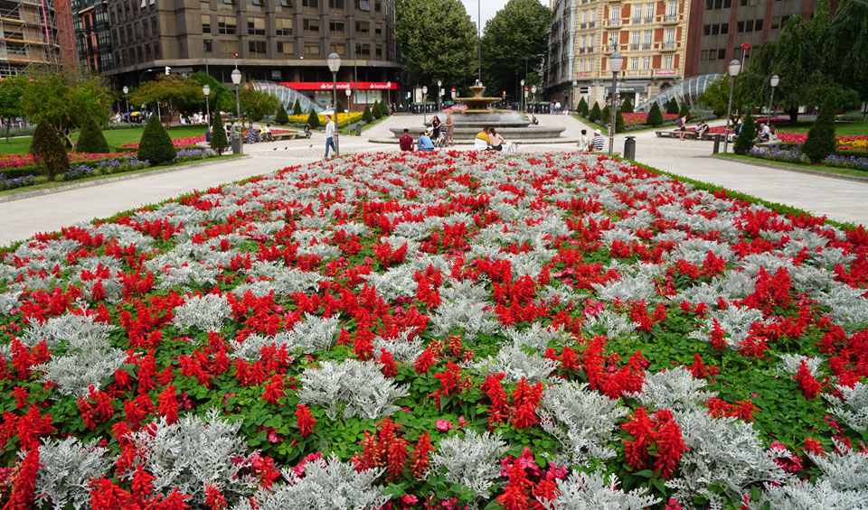 Cineraria marítima en jardín publico, Pza. Moyua en Bilbao
