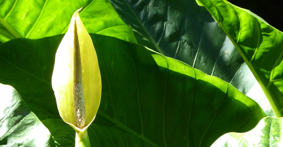 Flor de Alocasia