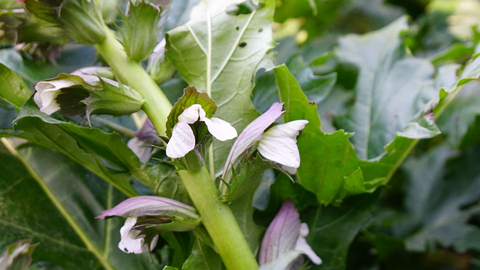 Flores del Acanthus mollis