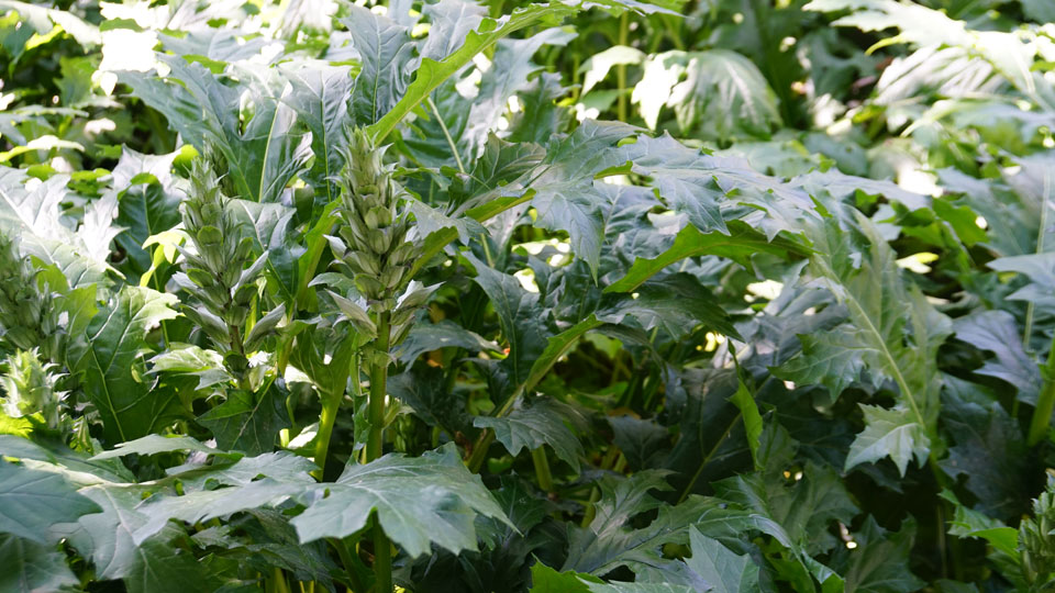 Follaje del Acanthus mollis