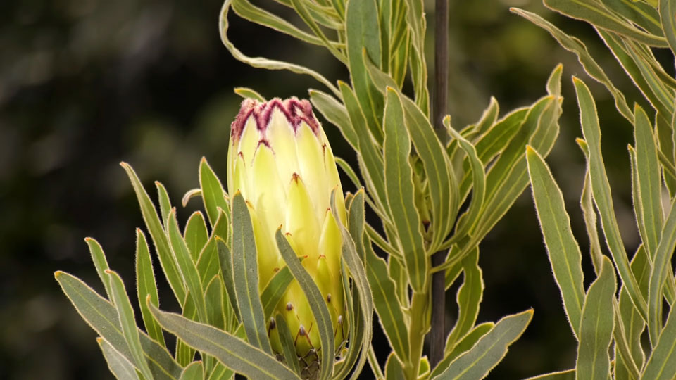 Flor de Protea