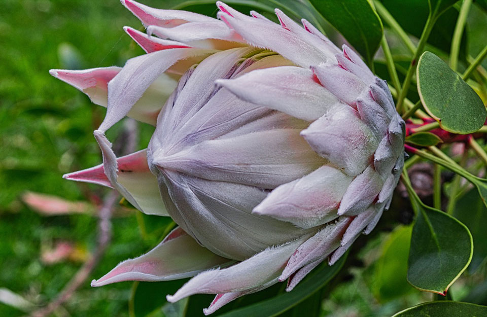 Flor de protea