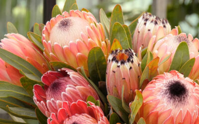 Proteas