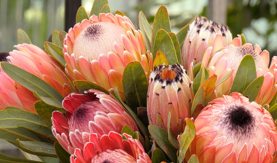 Flores de proteas