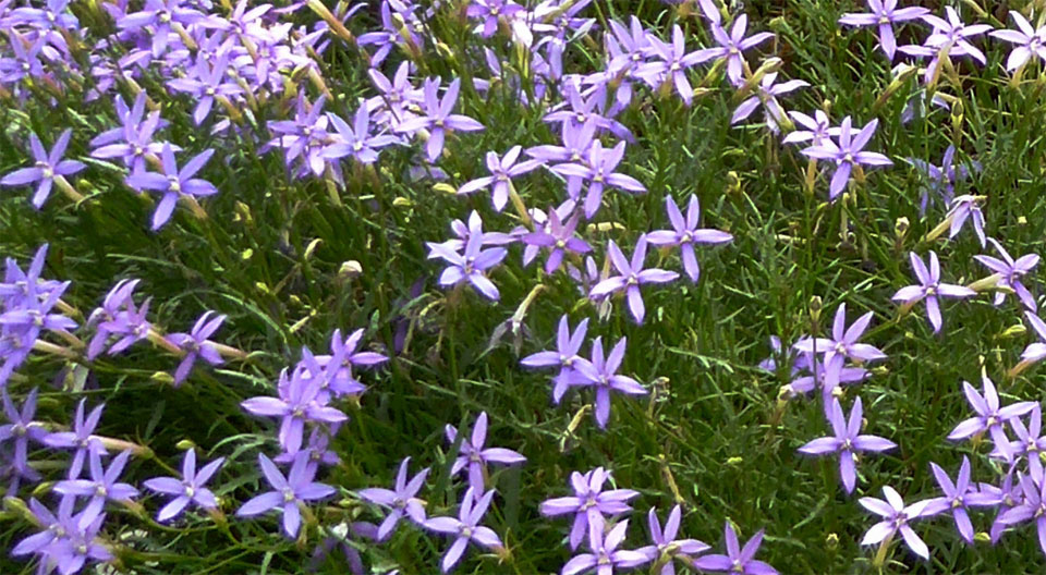 Laurentia axillaris en azul