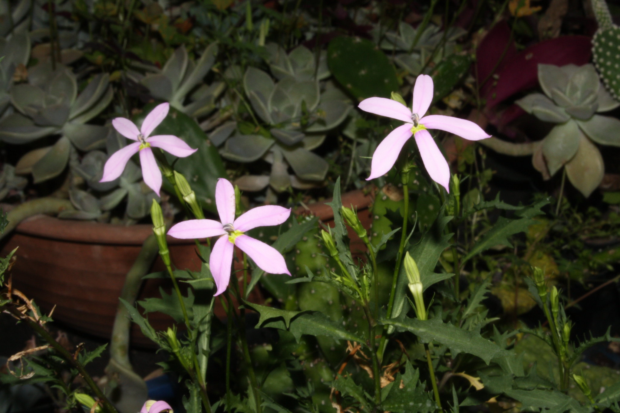 Laurentia axillaris en rosa