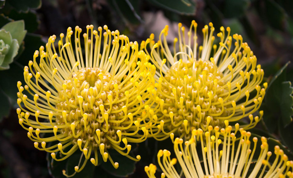 Leucospermum cordifolium amarillo