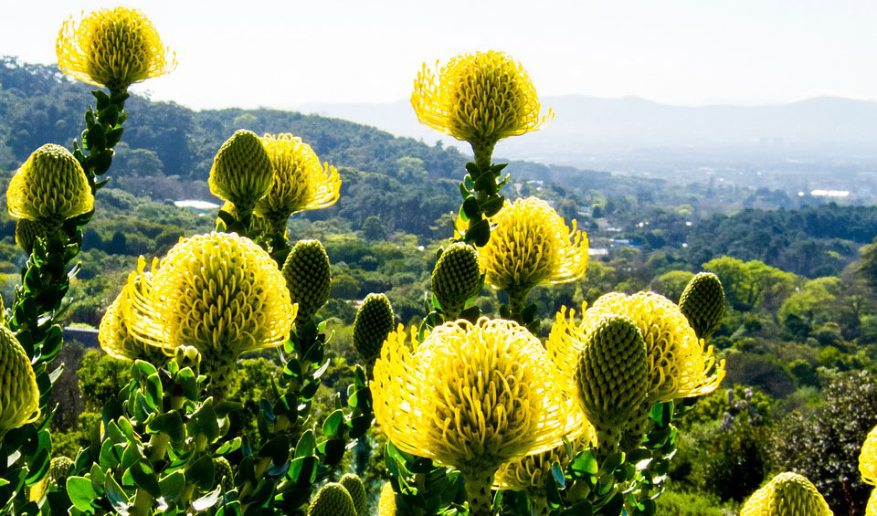 Leucospermum cordifolium en ladera de montaña