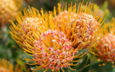 Leucospermum cordifolium